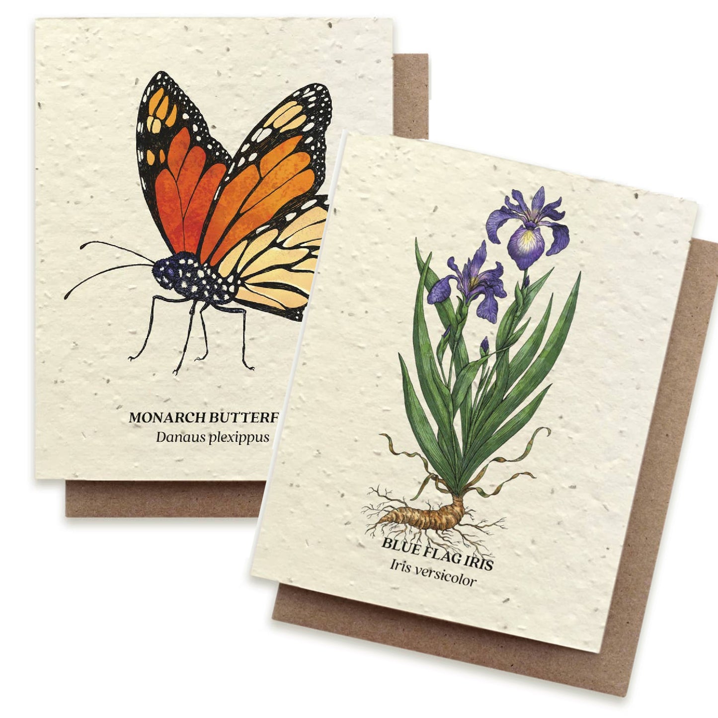 Wildflower Seed Card | Assorted